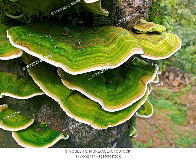 Bracket Fungi Or Shelf Fungi Phylum Basidiomycota Stock Photo Picture And Low Budget Royalty Free Image Pic Esy Agefotostock