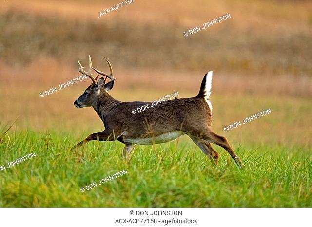 Stag white-tailed deer (Odocoileus virginianus) in Cades Cove with autumn antlers, Great Smoky Mountains NP, Tennessee, USA