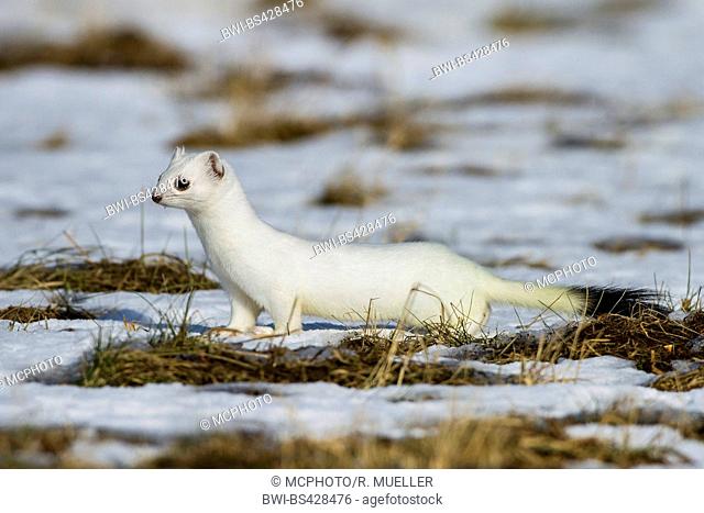 Ermine, Stoat, Short-tailed weasel (Mustela erminea), standing in winter coat in a snow-capped meadow, side view, Germany