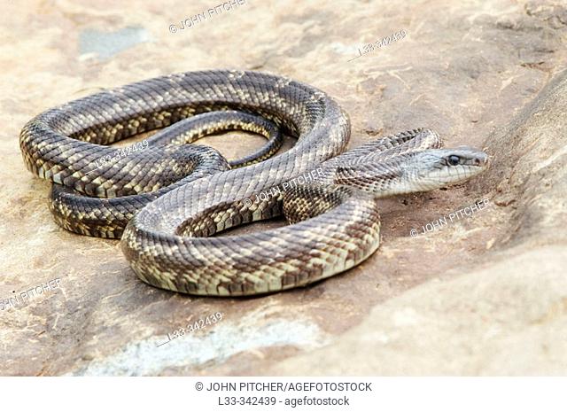 Texas Rat Snake (Elaphe obsoleta lindheimeri), adult male