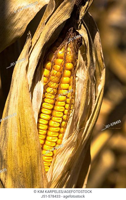 Illinois, McHenry County, ripe ear of corn with shucks pulled back on corn stalk, gold kernels