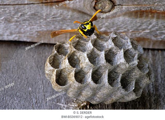wasp nest with wasp, Italy, South Tyrol, Dolomites