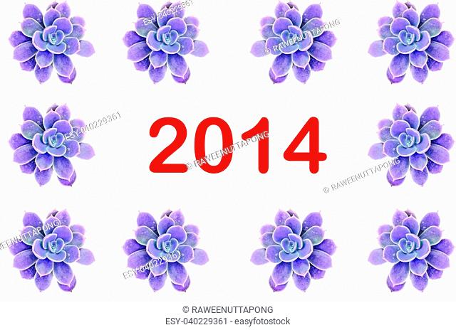Violet flowering cactus on white background write 2014