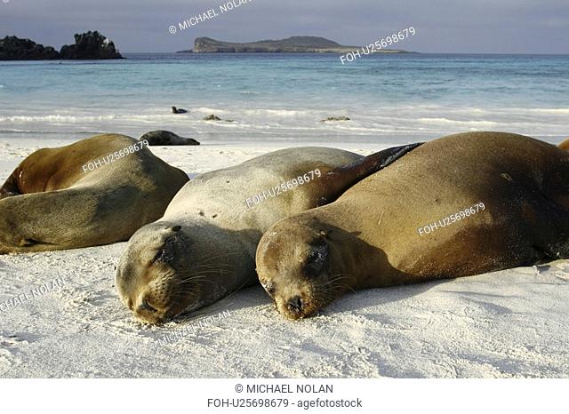 Galapagos sea lions Zalophus wollebaeki hauled out on the beach in Gardner Bay on Espanola Island in the Galapagos Island roup, Ecuador. Pacific Ocean