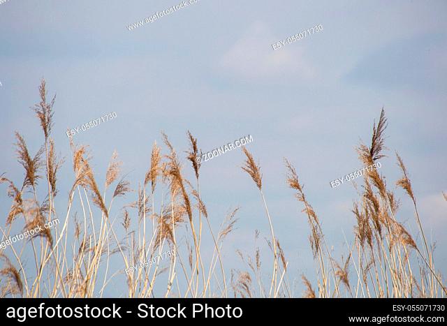 Reed grass in bloom, scientific name Phragmites australis, deliberately blurred, gently swaying in the wind on the shore of a pond, Wind close-up