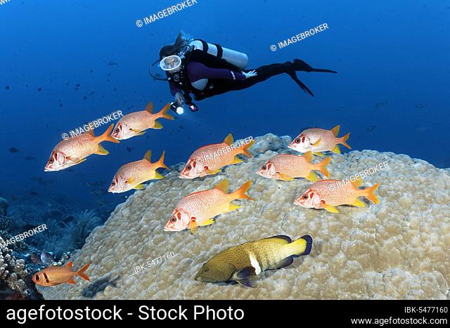 Diver observes shoal Sabre squirrelfish (Sargocentron spiniferum), and bluespotted grouper (Cephalopholis argus), Pacific Ocean, Sulu Lake