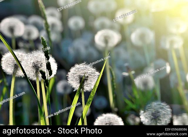 Romantic spring background - a meadow of the white fluffy dandelion flowers with seeds in morning sunlight twinkles - selective focus