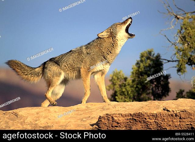 Coyote (Canis latrans), Monument Valley, Utah, USA, North America