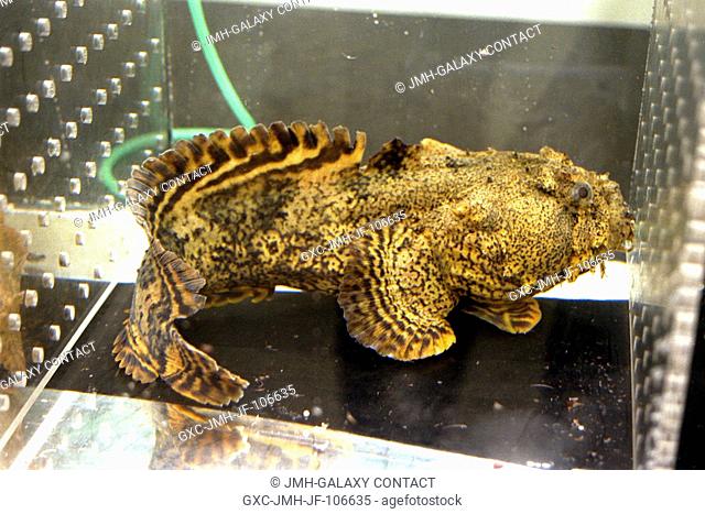 An oyster toadfish (Opsanus tau), like those that are part of the Neurolab payload on Space Shuttle Mission STS-90, is shown in its holding tank in the Space...