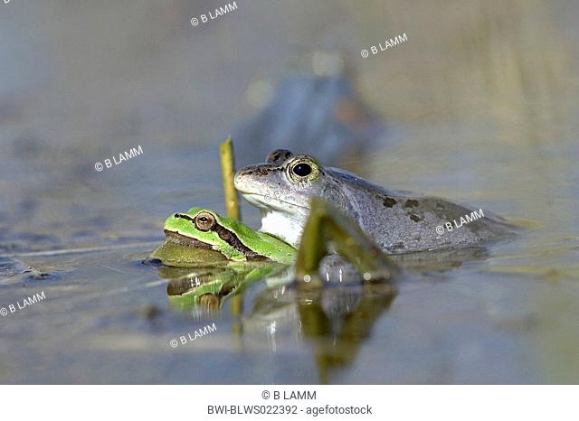 moor frog and European treefrog Rana arvalis, Hyla arborea, moor frog clasping European treefrog, Germany, Lower Saxony