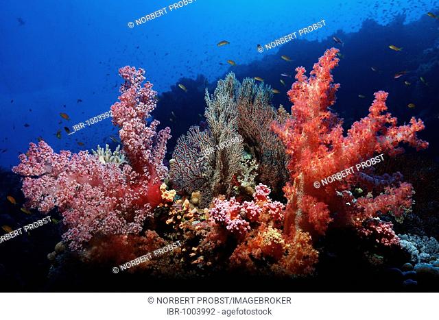 Coral reef with magnificent red Soft Corals (Dendronephthya sp.) and Sea Fans (Acabaria splendens), many small reef fishes, Hurghada, Brother Islands, Red Sea