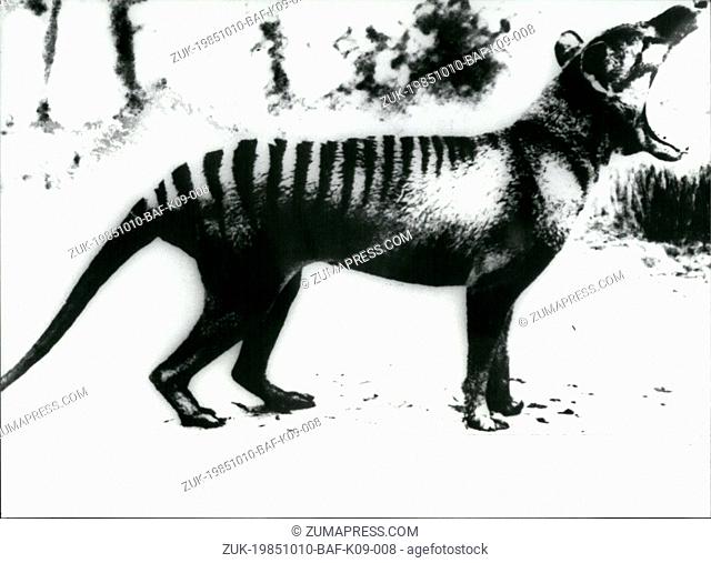 Oct. 10, 1985 - 100, 000hBchunt on Tasman tiger: The last seen Tasman tiger, a mixture of a wolf and a marsupial, has died in 1937 in the zoo of Hobart