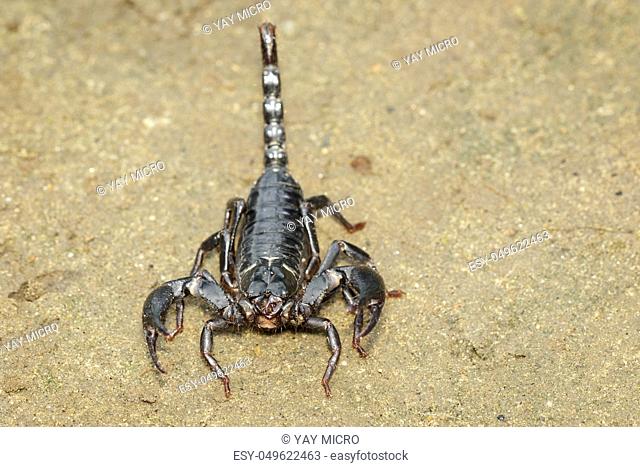 Image of emperor scorpion (Pandinus imperator) on the ground. Insect. Animal