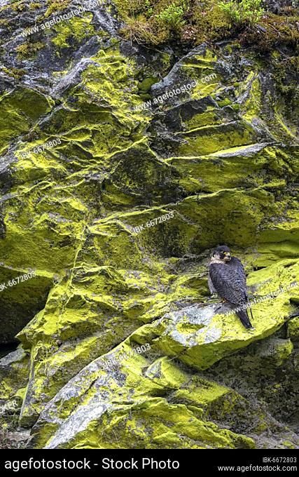 Peregrine falcon Falcon (Falco peregrinus), female sitting in a rock face overgrown with sulphur lichen, Black Forest, Baden-Württemberg, Germany, Europe
