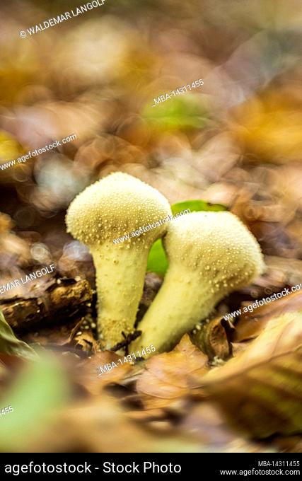 magical mushrooms in autumn in a forest, abstract circular bokeh
