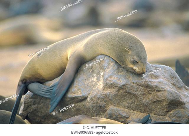 South African fur seal, Cape fur seal (Arctocephalus pusillus pusillus, Arctocephalus pusillus), sleeping, lying on rock, Namibia