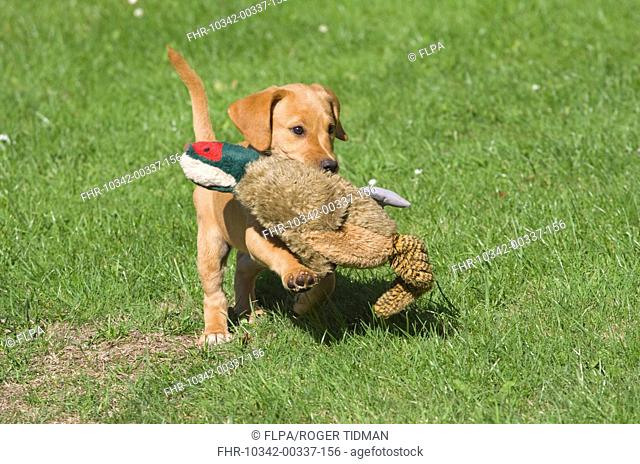 Domestic Dog, Yellow Labrador Retriever, puppy, running and playing with toy pheasant, Norfolk, England, august