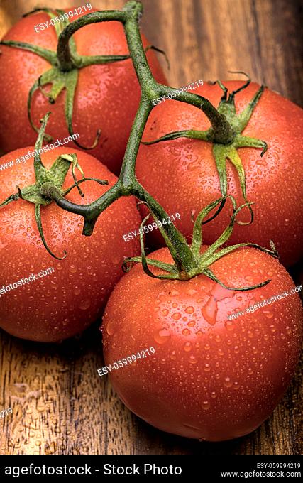 A close up of wet tomatoes on the vine in a still life setting