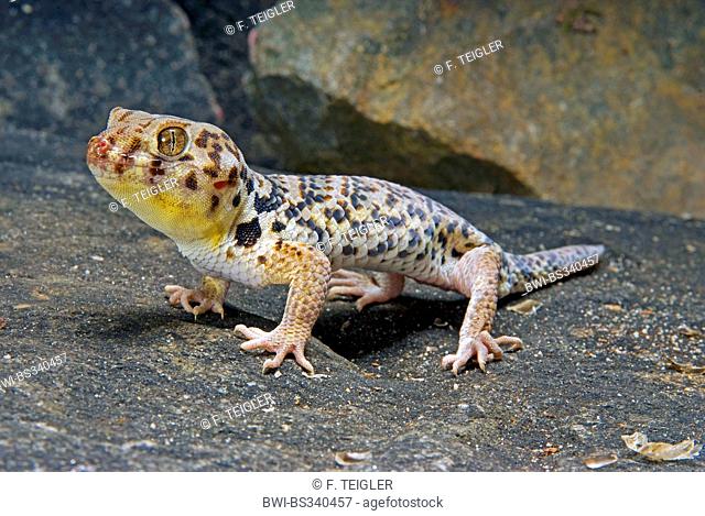Roborowski's Frog Eyed Gecko (Teratoscincus roborowski), on a stone