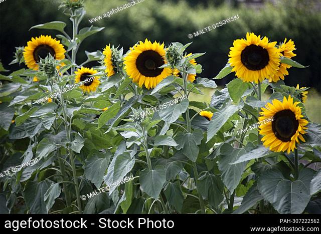 Sunflowers in a field, sunflower, sunflower oil, field with flowers to cut yourself on a farm in Huenxe-Drevenack, 07/24/2022, ©