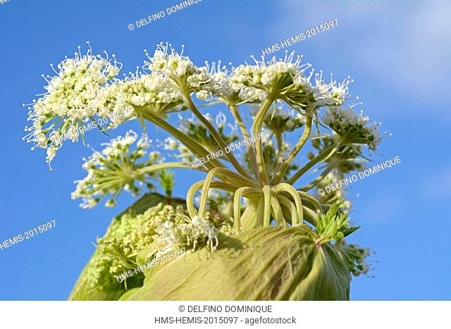 France, Doubs, Brognard, flora, Umbelliferae, wild carrot (daucus carotta) Outbreak fleu