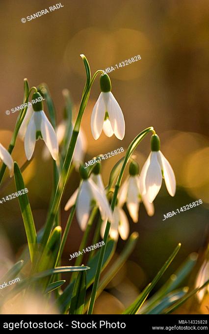 Snowdrop (Galanthus nivalis), flowers shine in the evening light