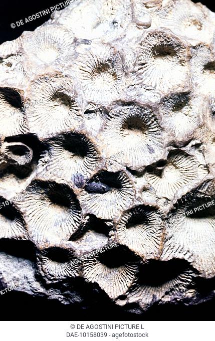Cyanthophyllum hypocrateriforme fossils, Tetracoralla or Rugosa, Devonian Period, Germany.  Milan, Museo Civico Di Storia Naturale (Nature Museum)