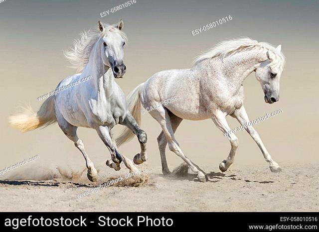 Horses run free in desert dust