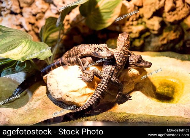 Alligators Babies in the Terrarium, Safari Park, Everglades National Park, Florida, USA, North America