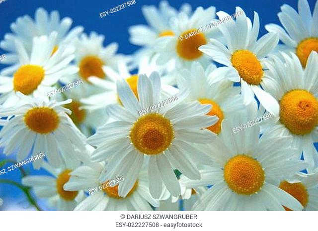 Camomile flowers against blue sky