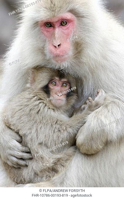 Japanese Macaque Macaca fuscata adult female, holding young, Jigokudani, Honshu, Japan