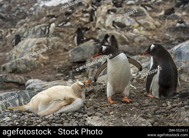 Gentoo penguins (Pygoscelis papua) looking at leucistic (white) Gentoo penguin nesting at the Chilean Station Gonzà«¥z Videla