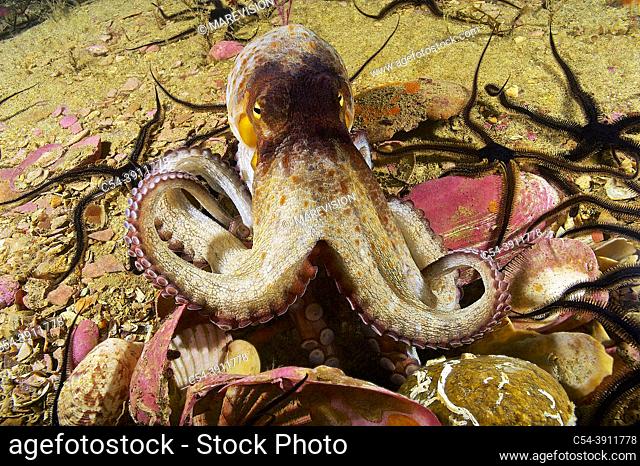 Common octopus in his den (Octopus vulgaris). Eastern Atlantic. Galicia. Spain. Europe