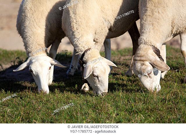 Flock of sheep, ebro reservoir, Burgos, Castilla y Leon, Spain