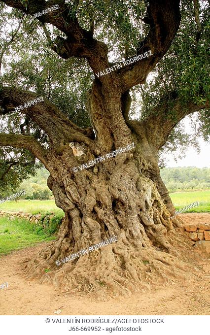 'La Morruda'millennial olive tree. Segorbe, Castellón. Comundiad Valenciana. Spain