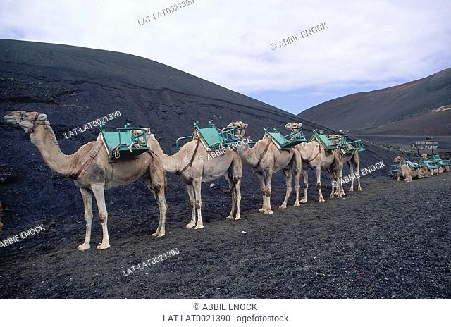 Camels with seats waiting for tourists. National Park. Black volcanic sand.Sign. Fire Mountains