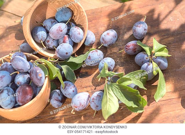 Fresh plums with green leaves in wooden pot on the dark wooden table. Sunny day in the garden. Shallow depth of field. Toned