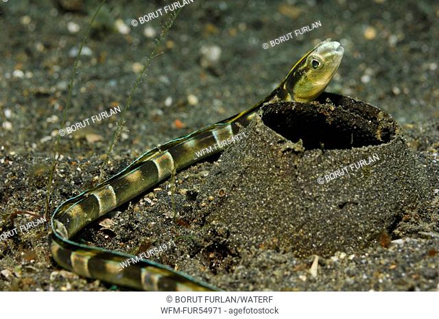 Snake Blenny, Xiphasia setifer, Lembeh Strait, North Sulawesi, Indonesia