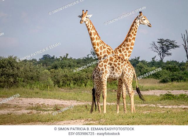 Two Giraffes standing in the grass in the Chobe National Park, Botswana