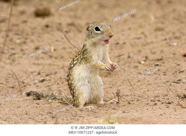 Mexican Ground Squirrel (Spermophilus mexicanus). South Texas