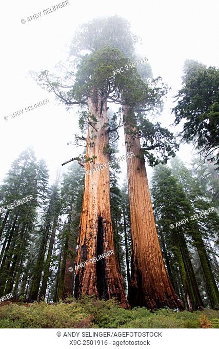 Giant Sequoias in Mariposa Grove, Yosemite National Park, California, USA