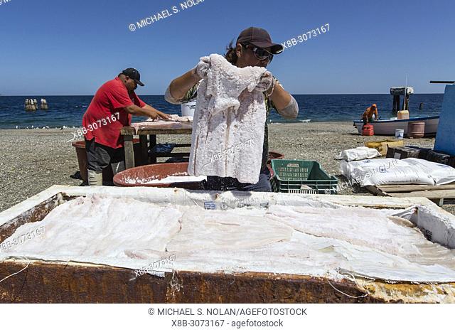 Local shark fisherman cleaning and salting their catch on Belcher Point, Magdalena Island, BCS, Mexico