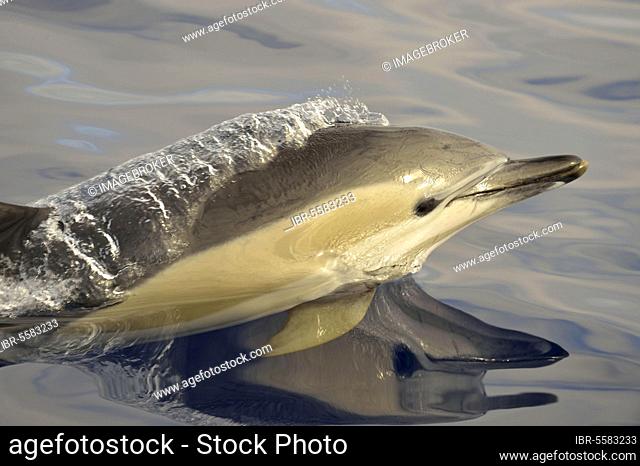 Short-beaked Common Dolphin (Delphinus delphis) adult, close-up of head, porpoising, Azores
