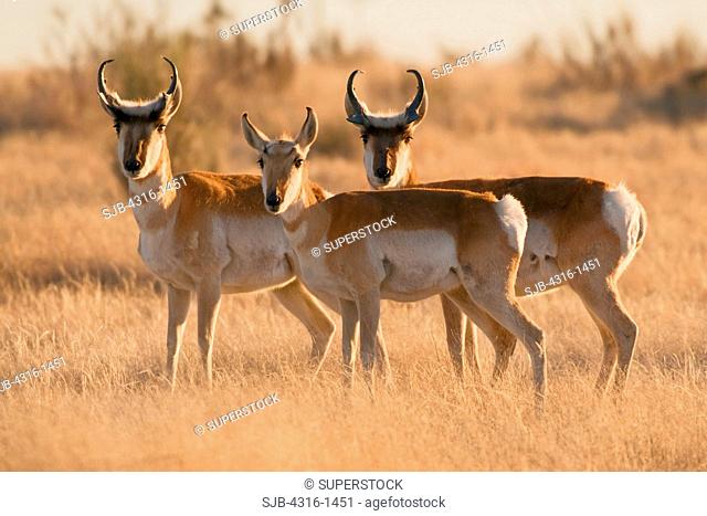 Pronghorn Antelope Near Marfa, Texas