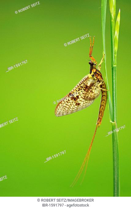 Mayfly (Ephemeroptera) on blade of grass