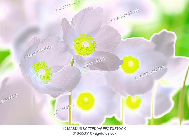 Snowdrop anemone (Anemone sylvestris)