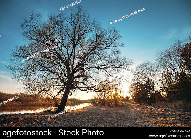 Dark Black Silhouettes Of Trees Without Leaves On A Background Of Beautiful Vibrant Early Spring Sunset Sky. Nature Deciduous Park Near River Landscape At...