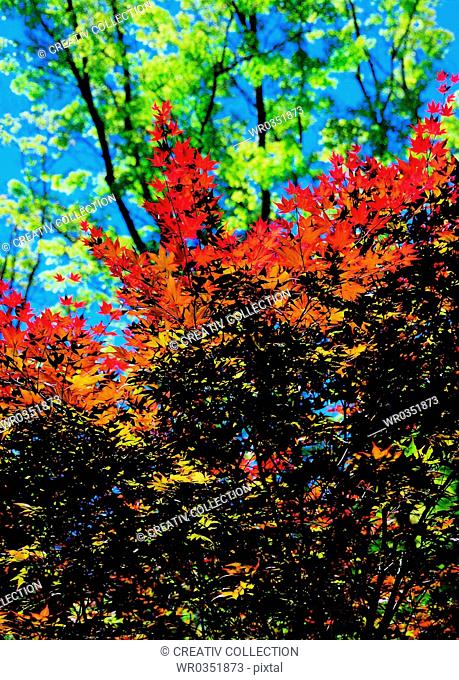 colourful autumn shrubs
