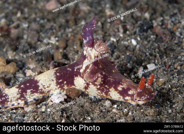 Purple-edged Ceratosoma Nudibranch (Ceratosoma tenue), Tanjung Kubur dive site, Lembeh Straits, Sulawesi, Indonesia