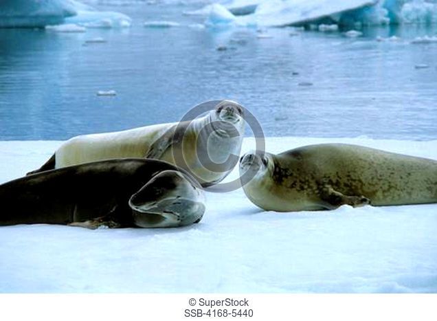 ANTARCTICA, CRABEATER SEALS ON AN ICEFLOE